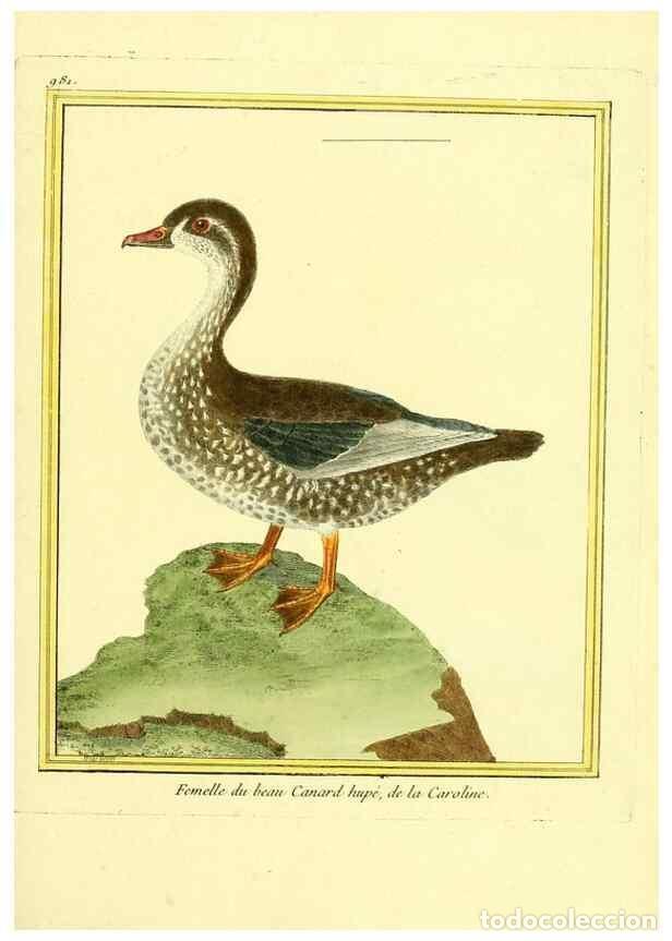 Collection Magazines and Newspapers: Reproducci&oacute;n/Reproduction 49640527281: Planches enlumin&eacute;es d'histoire naturelle. Paris? :s.n.,1765-1