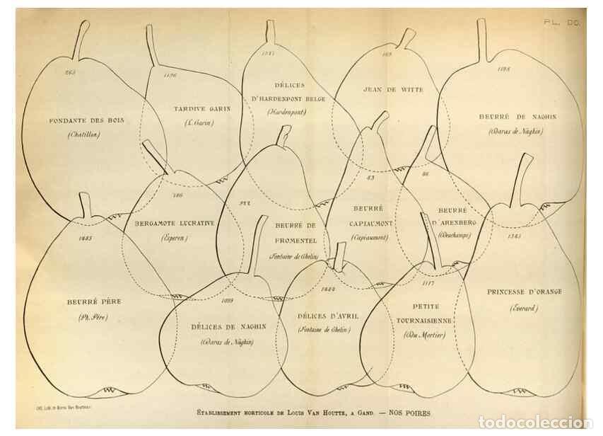 Collection Magazines and Newspapers: Reproducci&oacute;n/Reproduction 49588299097: Flore des serres et des jardins de l'Europe. A Gand :chez Lou