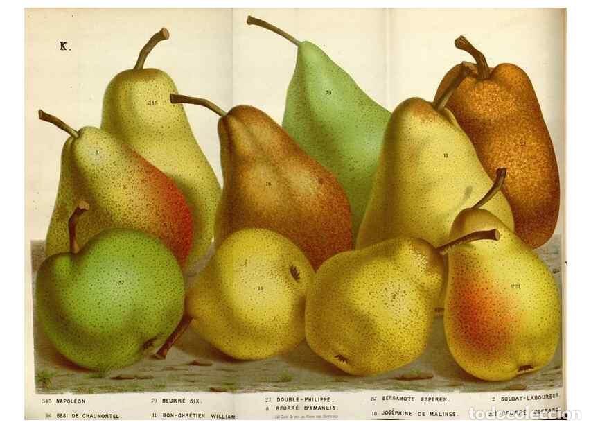 Collection Magazines and Newspapers: Reproducci&oacute;n/Reproduction 49587553538: Flore des serres et des jardins de l'Europe. A Gand :chez Lou