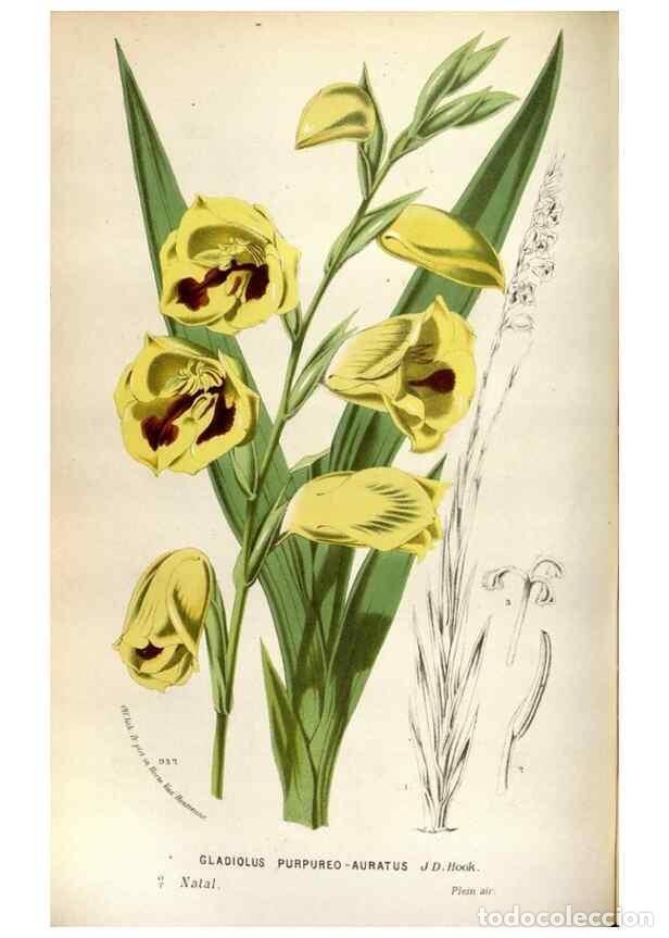 Collection Magazines and Newspapers: Reproducci&oacute;n/Reproduction 49587555978: Flore des serres et des jardins de l'Europe. A Gand :chez Lou