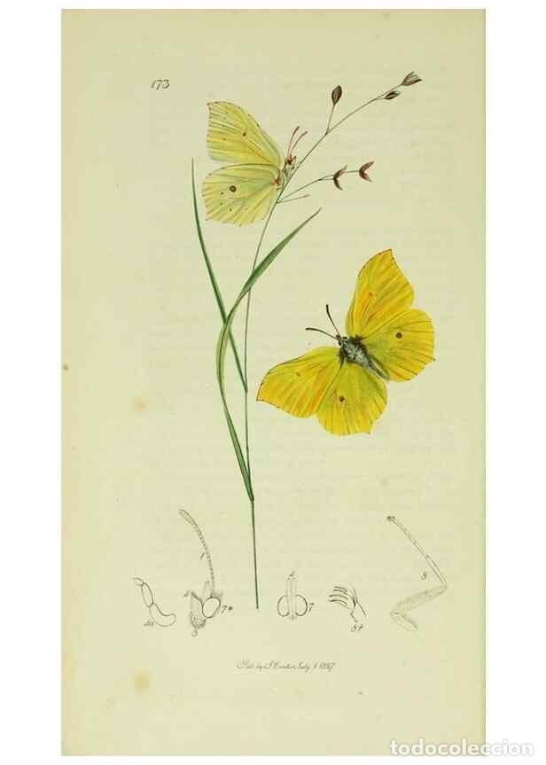 Collezionismo di Riviste e Giornali: Reproducci&oacute;n/Reproduction 49640167858: British entomology :. London,Printed for the author,1823-1840