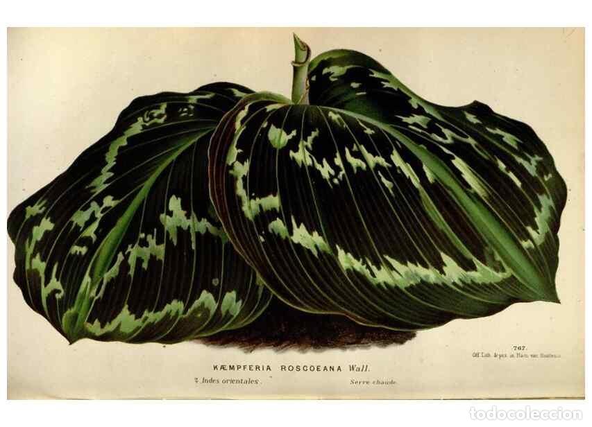 Collezionismo di Riviste e Giornali: Reproducci&oacute;n/Reproduction 49588295507: Flore des serres et des jardins de l'Europe. A Gand :chez Lou