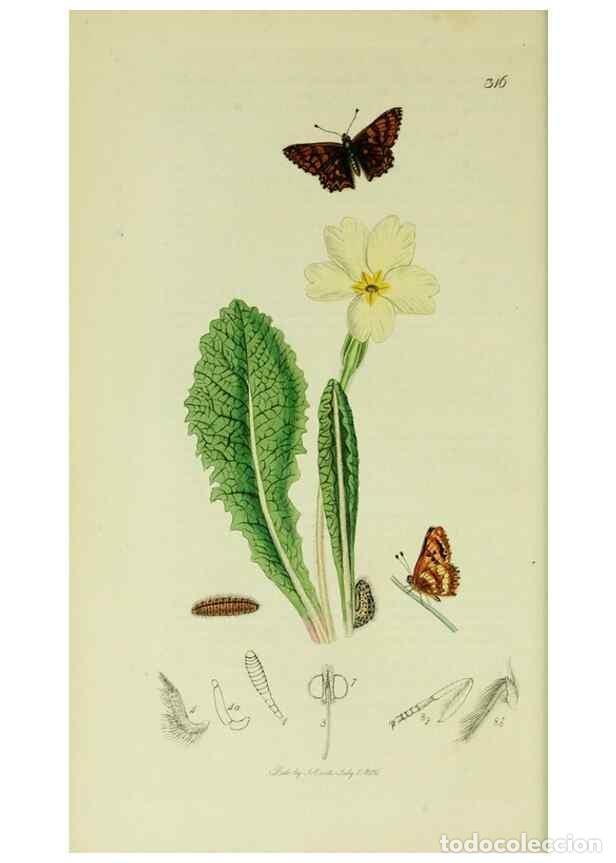 Collezionismo di Riviste e Giornali: Reproducci&oacute;n/Reproduction 49640693801: British entomology :. London,Printed for the author,1823-1840