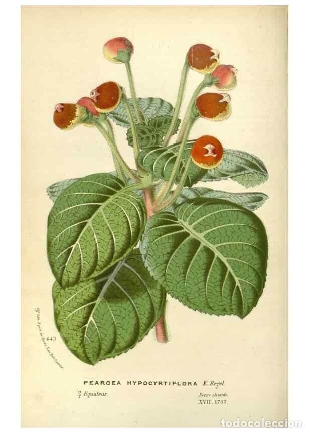 Collection Magazines and Newspapers: Reproducci&oacute;n/Reproduction 49588175012: Flore des serres et des jardins de l'Europe. A Gand :chez Lou