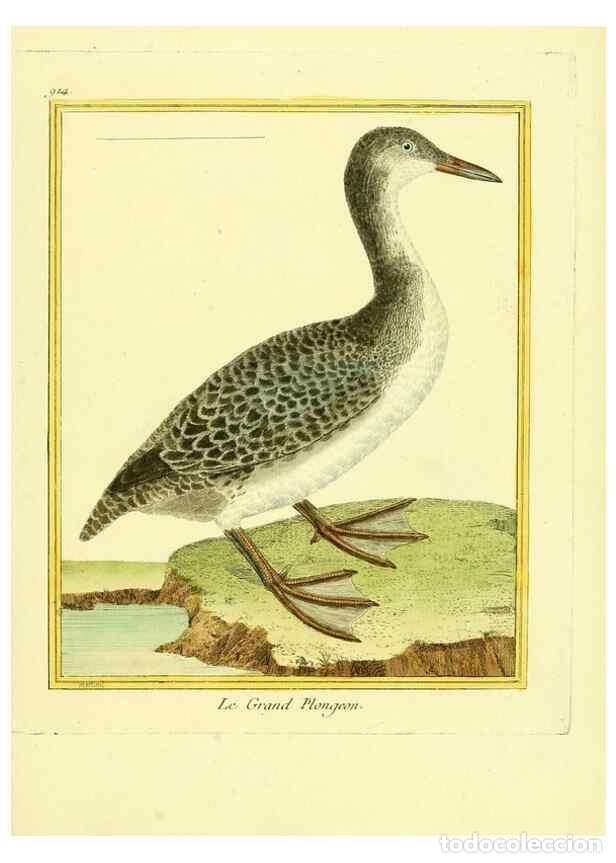 Collection Magazines and Newspapers: Reproducci&oacute;n/Reproduction 49639984693: Planches enlumin&eacute;es d'histoire naturelle. Paris? :s.n.,1765-1