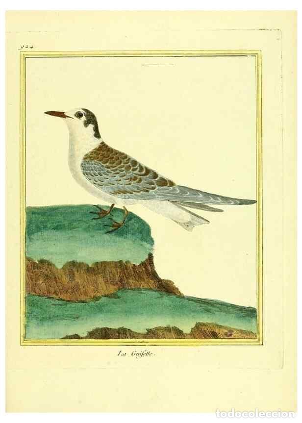 Colecionismo de Revistas e Jornais: Reproducci&oacute;n/Reproduction 49639987618: Planches enlumin&eacute;es d'histoire naturelle. Paris? :s.n.,1765-1