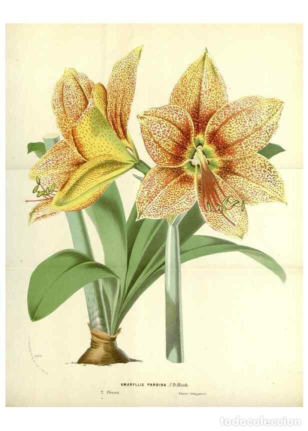 Colecionismo de Revistas e Jornais: Reproducci&oacute;n/Reproduction 49588169132: Flore des serres et des jardins de l'Europe. A Gand :chez Lou