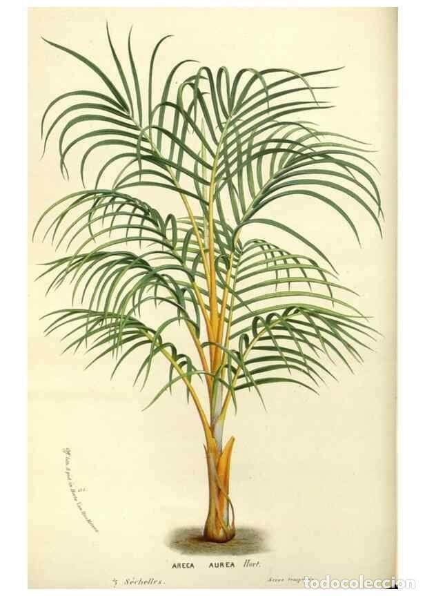 Collectionnisme de Revues et Journaux: Reproducci&oacute;n/Reproduction 49588171377: Flore des serres et des jardins de l'Europe. A Gand :chez Lou