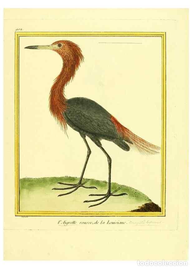 Collectionnisme de Revues et Journaux: Reproducci&oacute;n/Reproduction 49639980753: Planches enlumin&eacute;es d'histoire naturelle. Paris? :s.n.,1765-1