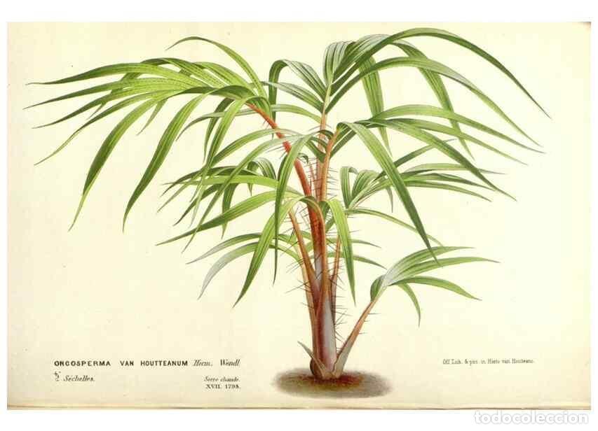 Collectionnisme de Revues et Journaux: Reproducci&oacute;n/Reproduction 49587936126: Flore des serres et des jardins de l'Europe. A Gand :chez Lou