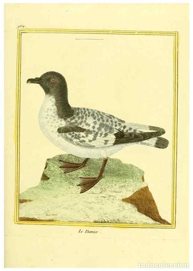 Collectionnisme de Revues et Journaux: Reproducci&oacute;n/Reproduction 49639998983: Planches enlumin&eacute;es d'histoire naturelle. Paris? :s.n.,1765-1