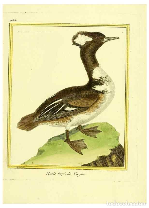 Collectionnisme de Revues et Journaux: Reproducci&oacute;n/Reproduction 49639990643: Planches enlumin&eacute;es d'histoire naturelle. Paris? :s.n.,1765-1