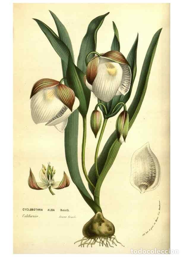 Collectionnisme de Revues et Journaux: Reproducci&oacute;n/Reproduction 49584214026: Flore des serres et des jardins de l'Europe. A Gand :chez Lou