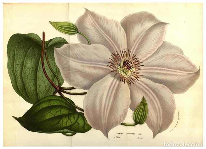 Collectionnisme de Revues et Journaux: Reproducci&oacute;n/Reproduction 49584449482: Flore des serres et des jardins de l'Europe. A Gand :chez Lou