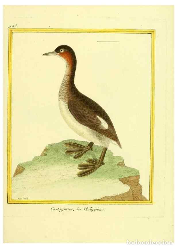 Collectionnisme de Revues et Journaux: Reproducci&oacute;n/Reproduction 49640789802: Planches enlumin&eacute;es d'histoire naturelle. Paris? :s.n.,1765-1