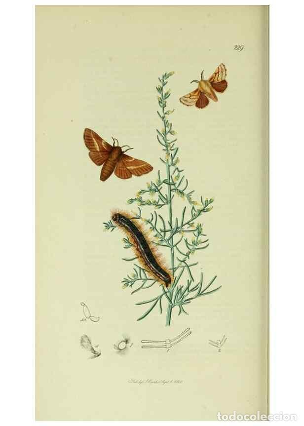 Collectionnisme de Revues et Journaux: Reproducci&oacute;n/Reproduction 49640703306: British entomology :. London,Printed for the author,1823-1840