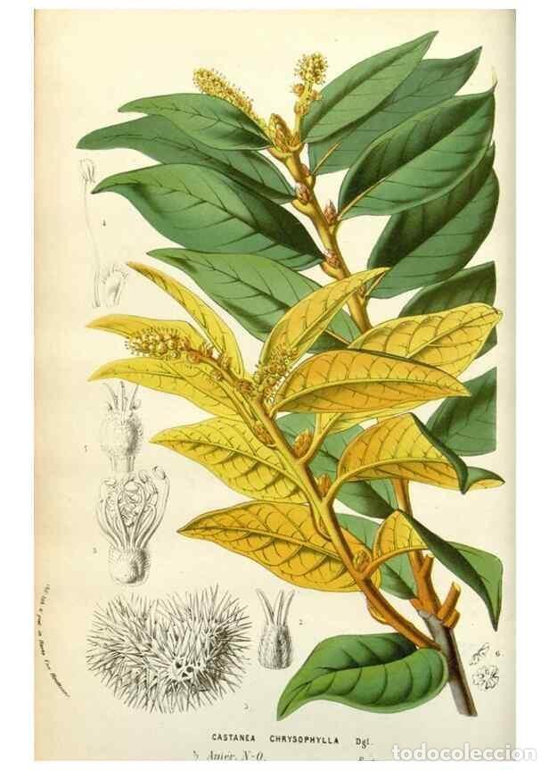 Collectionnisme de Revues et Journaux: Reproducci&oacute;n/Reproduction 49584811737: Flore des serres et des jardins de l'Europe. A Gand :chez Lou