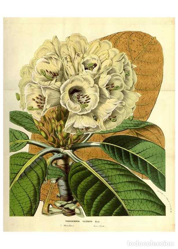 Collectionnisme de Revues et Journaux: Reproducci&oacute;n/Reproduction 49584213111: Flore des serres et des jardins de l'Europe. A Gand :chez Lou