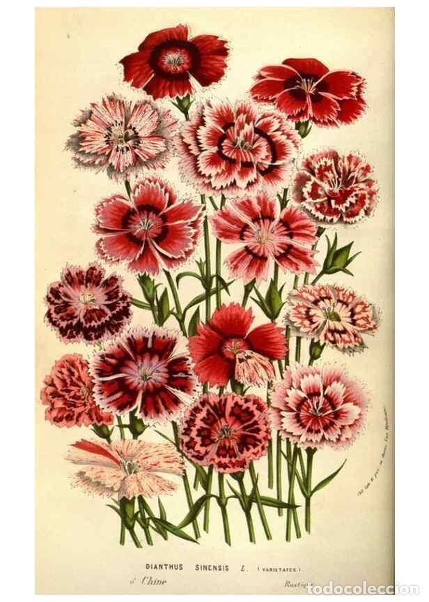 Collectionnisme de Revues et Journaux: Reproducci&oacute;n/Reproduction 49584207491: Flore des serres et des jardins de l'Europe. A Gand :chez Lou