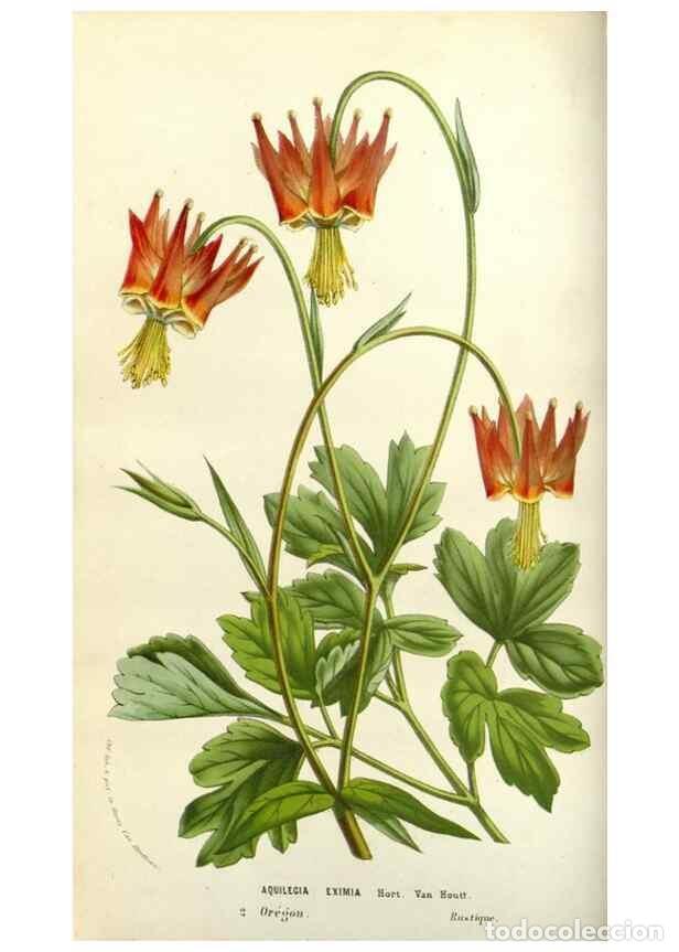 Collectionnisme de Revues et Journaux: Reproducci&oacute;n/Reproduction 49584083533: Flore des serres et des jardins de l'Europe. A Gand :chez Lou