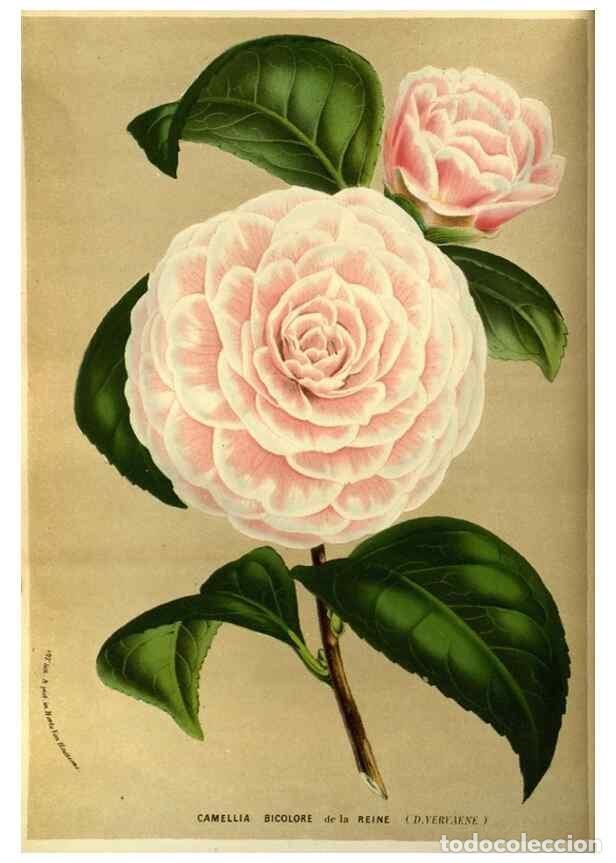 Sammeln von Zeitschriften und Zeitungen: Reproducci&oacute;n/Reproduction 49587183113: Flore des serres et des jardins de l'Europe. A Gand :chez Lou