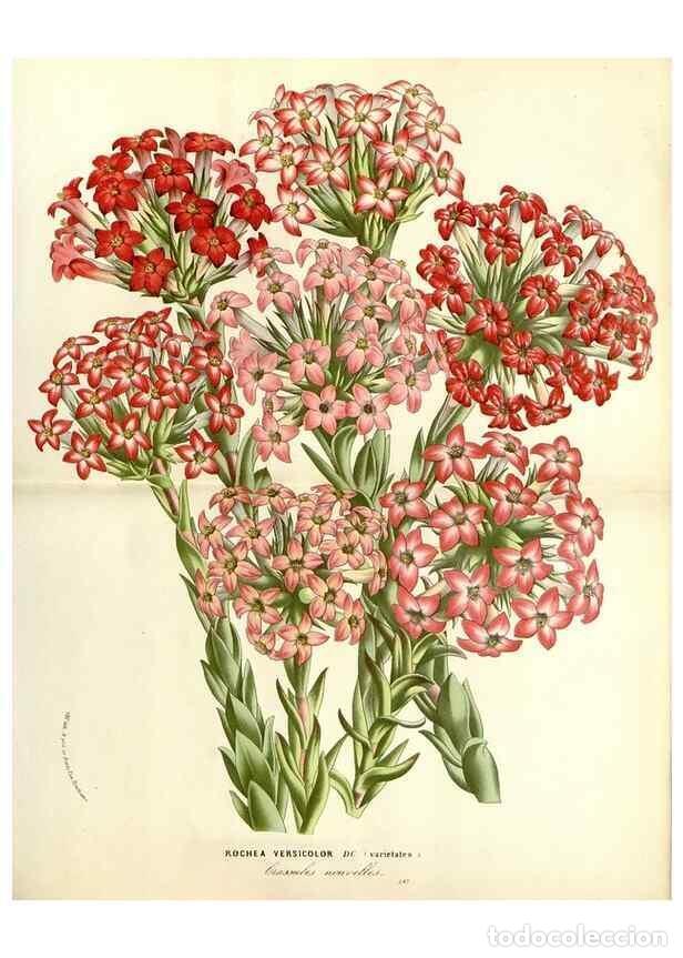 Sammeln von Zeitschriften und Zeitungen: Reproducci&oacute;n/Reproduction 49587282048: Flore des serres et des jardins de l'Europe. A Gand :chez Lou