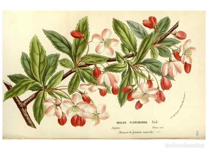 Sammeln von Zeitschriften und Zeitungen: Reproducci&oacute;n/Reproduction 49587786376: Flore des serres et des jardins de l'Europe. A Gand :chez Lou