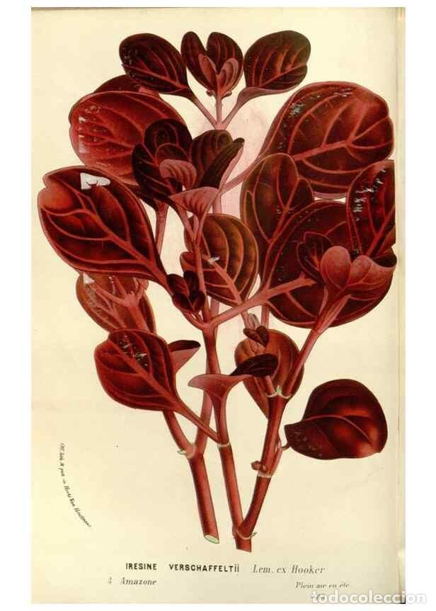 Sammeln von Zeitschriften und Zeitungen: Reproducci&oacute;n/Reproduction 49587788646: Flore des serres et des jardins de l'Europe. A Gand :chez Lou