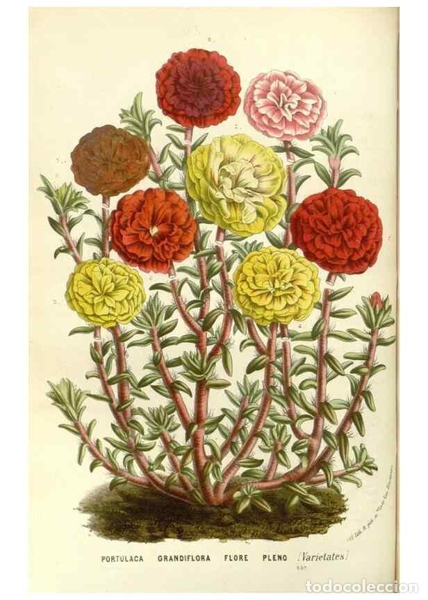 Sammeln von Zeitschriften und Zeitungen: Reproducci&oacute;n/Reproduction 49587782396: Flore des serres et des jardins de l'Europe. A Gand :chez Lou