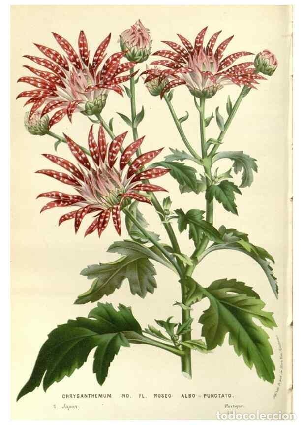 Sammeln von Zeitschriften und Zeitungen: Reproducci&oacute;n/Reproduction 49587784611: Flore des serres et des jardins de l'Europe. A Gand :chez Lou