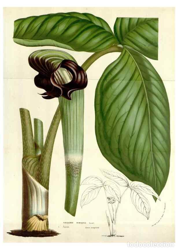 Sammeln von Zeitschriften und Zeitungen: Reproducci&oacute;n/Reproduction 49584602471: Flore des serres et des jardins de l'Europe. A Gand :chez Lou