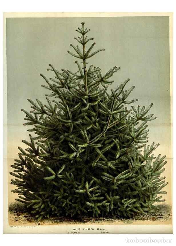 Sammeln von Zeitschriften und Zeitungen: Reproducci&oacute;n/Reproduction 49587191148: Flore des serres et des jardins de l'Europe. A Gand :chez Lou