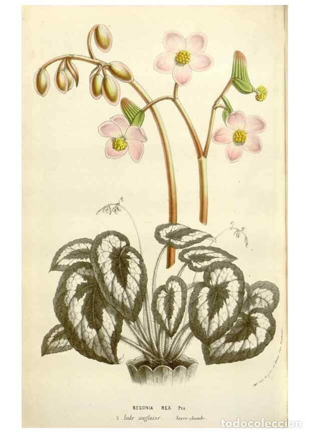 Sammeln von Zeitschriften und Zeitungen: Reproducci&oacute;n/Reproduction 49584101648: Flore des serres et des jardins de l'Europe. A Gand :chez Lou