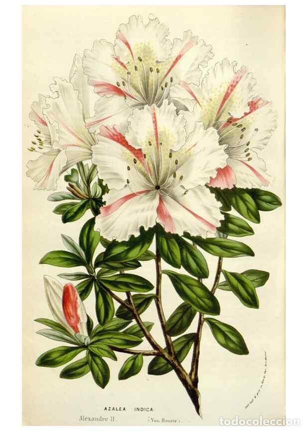 Sammeln von Zeitschriften und Zeitungen: Reproducci&oacute;n/Reproduction 49584827242: Flore des serres et des jardins de l'Europe. A Gand :chez Lou