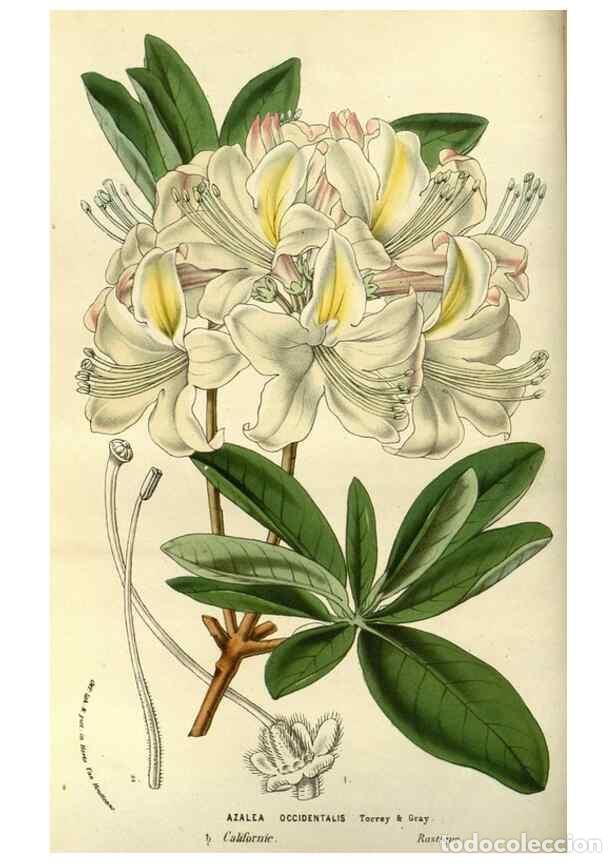 Sammeln von Zeitschriften und Zeitungen: Reproducci&oacute;n/Reproduction 49587190238: Flore des serres et des jardins de l'Europe. A Gand :chez Lou