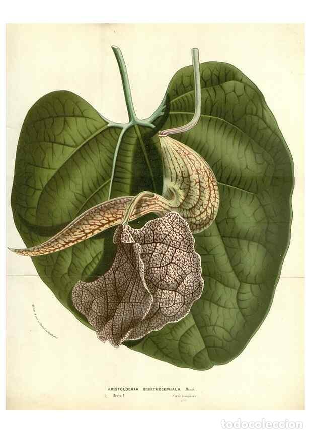 Collezionismo di Riviste e Giornali: Reproducci&oacute;n/Reproduction 49588180907: Flore des serres et des jardins de l'Europe. A Gand :chez Lou