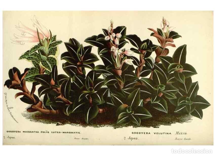 Collezionismo di Riviste e Giornali: Reproducci&oacute;n/Reproduction 49587932716: Flore des serres et des jardins de l'Europe. A Gand :chez Lou