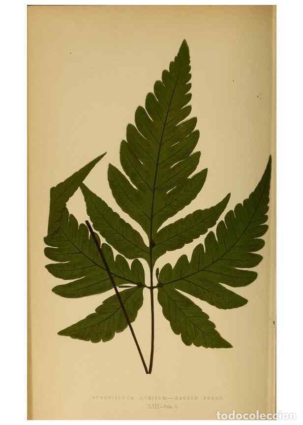 Collezionismo di Riviste e Giornali: Reproducci&oacute;n/Reproduction 49627684173: Ferns: British and exotic.... London,Groombridge and Sons,185
