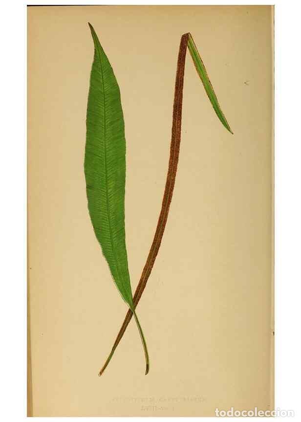 Collezionismo di Riviste e Giornali: Reproducci&oacute;n/Reproduction 49628476637: Ferns: British and exotic.... London,Groombridge and Sons,185