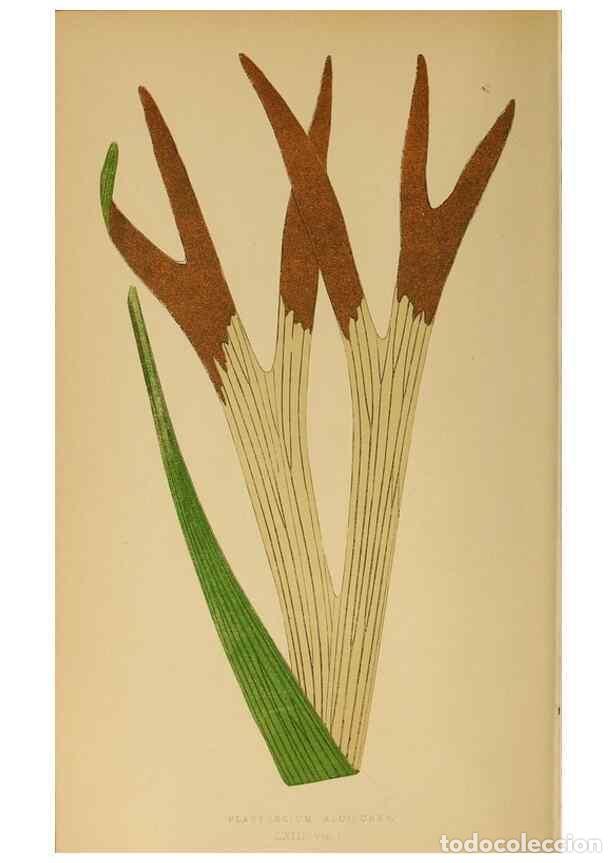 Collezionismo di Riviste e Giornali: Reproducci&oacute;n/Reproduction 49628203016: Ferns: British and exotic.... London,Groombridge and Sons,185