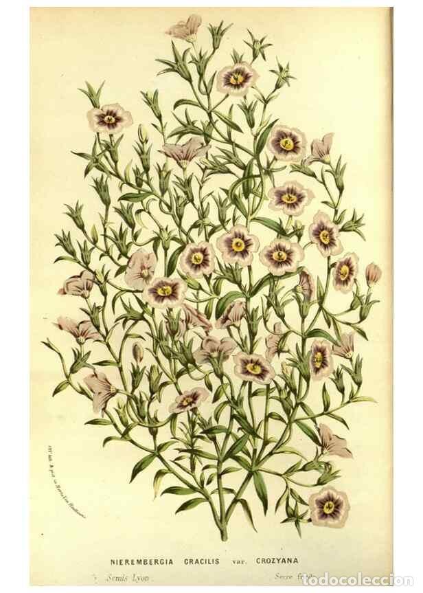 Collezionismo di Riviste e Giornali: Reproducci&oacute;n/Reproduction 49587681286: Flore des serres et des jardins de l'Europe. A Gand :chez Lou