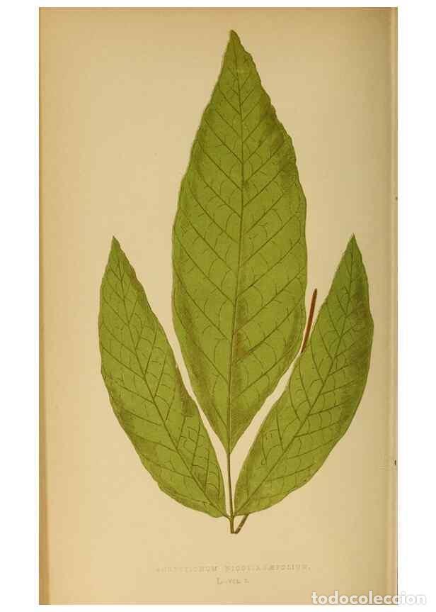 Collezionismo di Riviste e Giornali: Reproducci&oacute;n/Reproduction 49628474827: Ferns: British and exotic.... London,Groombridge and Sons,185