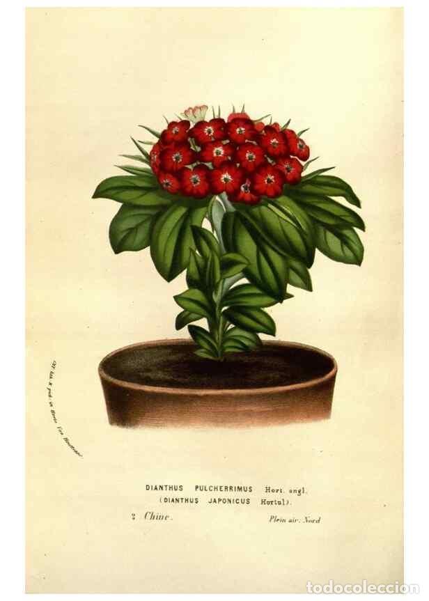 Collezionismo di Riviste e Giornali: Reproducci&oacute;n/Reproduction 49584214321: Flore des serres et des jardins de l'Europe. A Gand :chez Lou