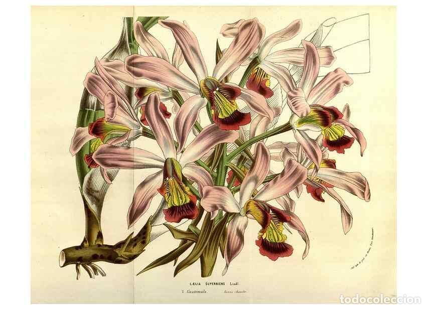 Collezionismo di Riviste e Giornali: Reproducci&oacute;n/Reproduction 49584449752: Flore des serres et des jardins de l'Europe. A Gand :chez Lou