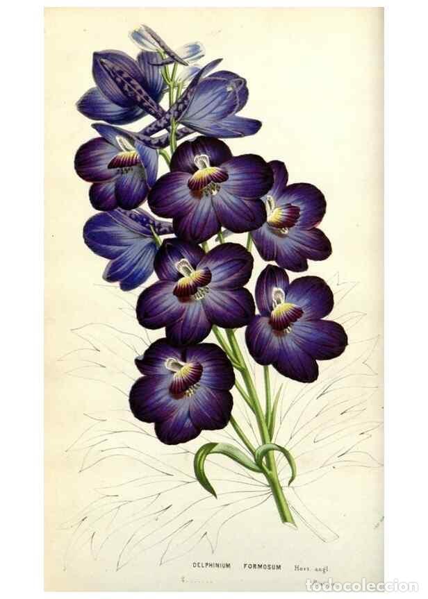 Collezionismo di Riviste e Giornali: Reproducci&oacute;n/Reproduction 49584580521: Flore des serres et des jardins de l'Europe. A Gand :chez Lou