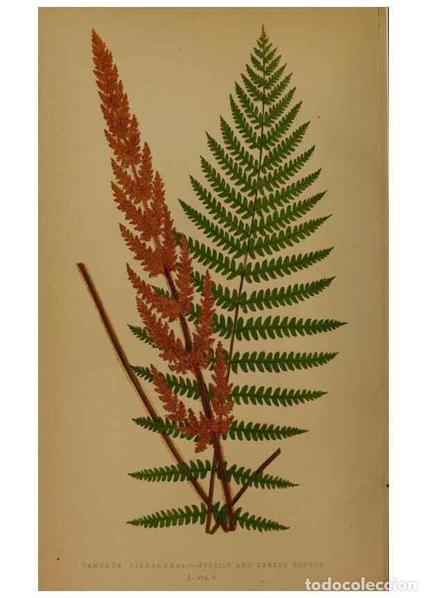 Collezionismo di Riviste e Giornali: Reproducci&oacute;n/Reproduction 49627953748: Ferns: British and exotic.... London,Groombridge and Sons,185