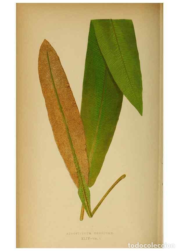 Collezionismo di Riviste e Giornali: Reproducci&oacute;n/Reproduction 49628473427: Ferns: British and exotic.... London,Groombridge and Sons,185