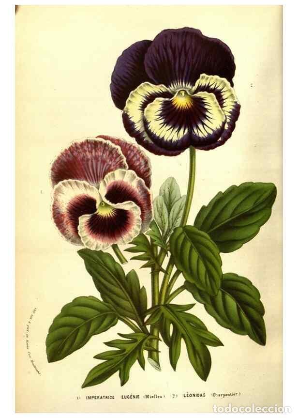 Collezionismo di Riviste e Giornali: Reproducci&oacute;n/Reproduction 49583714098: Flore des serres et des jardins de l'Europe. A Gand :chez Lou