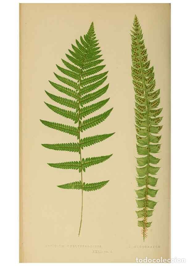 Collezionismo di Riviste e Giornali: Reproducci&oacute;n/Reproduction 49626710643: Ferns: British and exotic.... London,Groombridge and Sons,185