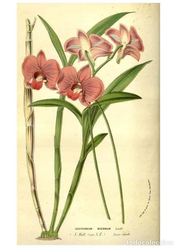 Collezionismo di Riviste e Giornali: Reproducci&oacute;n/Reproduction 49584440032: Flore des serres et des jardins de l'Europe. A Gand :chez Lou